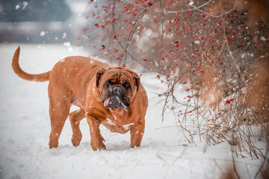 Bordeaux Great Dane By A Snow-covered Rose Bush