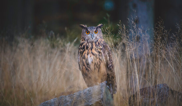 Eurasian Eagle Owl Bubo Bubo sitting on a tree trunk in a dark background.