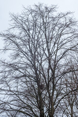 silhouette of a tree in winter