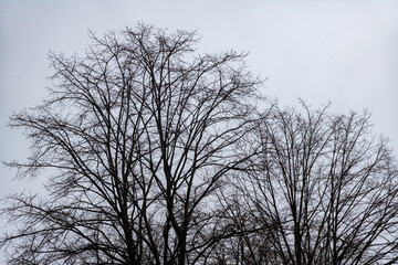 Fototapeta na wymiar silhouette of a tree in winter