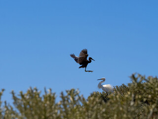 Little Egret, Egretta garzetta dimorpha - Dark morph.lands in the branches of a tree. Madagascar