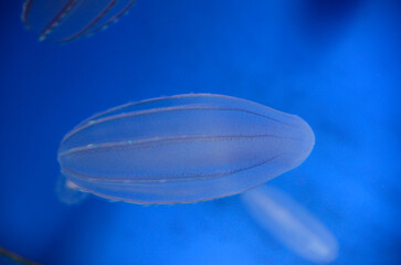 クラゲ