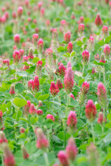 Vertical image of a field of red and pink Trifolium incarnatum.