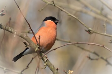 Bullfinch /Pyrrhula pyrrhula