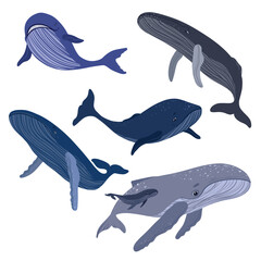 Cartoon kit of whales. Beluga whale, humpback whale, sperm whale, blue whale, bowhead whale, southern right whale. Underwater world, marine flora and fauna. Vector illustration of whales