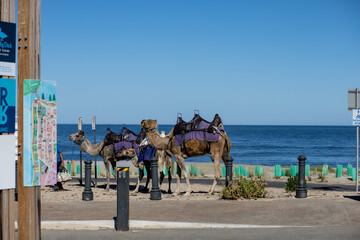 camel on the beach