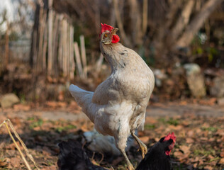 Schöne Hennen am Picken und Fressen an einem Sonnigen Wintertag im Süden Deutschlands