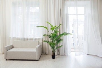 one green plant with a sofa in a large bright room