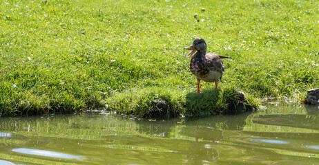 Duck with open beak standing by the stream