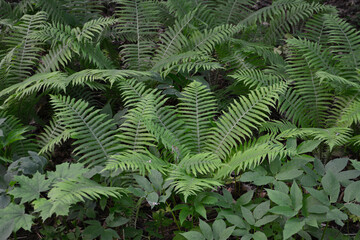 a large fern plant with green leaves isolated in the forest, close-up