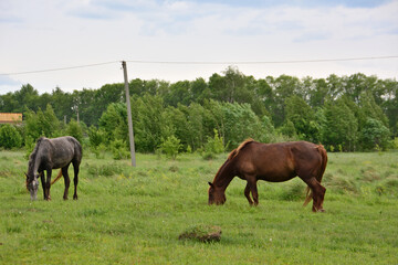 Two horses in a field with a telephone pole and green forest in the background 
