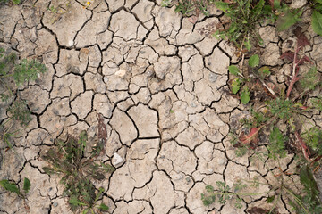 Dried cracked soil with withering plants
