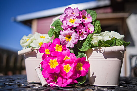 Fr&uuml;hling 6