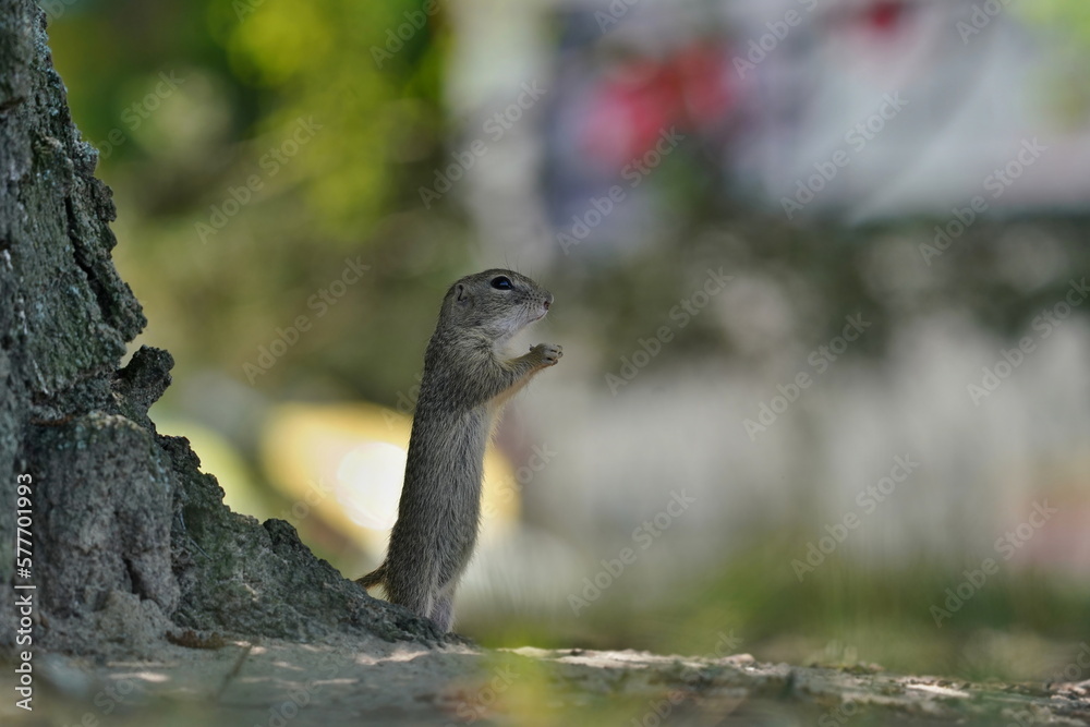 Wall mural young european ground squirrel standing on the ground. (spermophilus citellus) wildlife scene from n