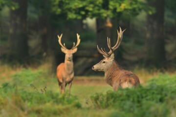 Wildlife scene with two european red deers. Cervus elaphus. 