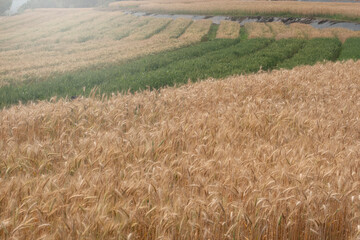 Barley Rice Plants in nature Background.