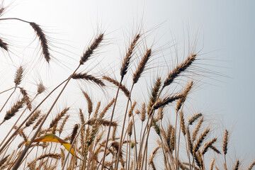 Barley Rice Plants in nature Background.