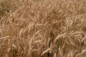 Barley Rice Plants in nature Background.