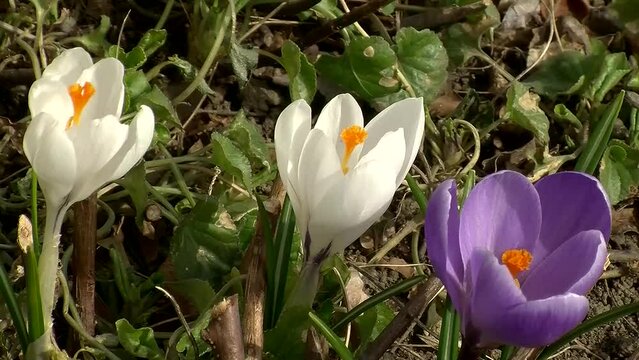 Zwei wei&szlig;e und ein lila Krokusbl&uuml;ten mit gelben Bl&uuml;tenstempeln bewegen sich leicht im Wind