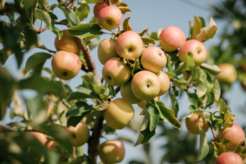 Many colorful ripe juicy apples on a branch in the garden ready for harvest in autumn. Apple orchard