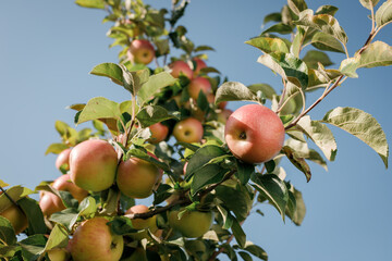 Many colorful red ripe juicy apples on a branch in the garden ready for harvest in autumn. Apple orchard