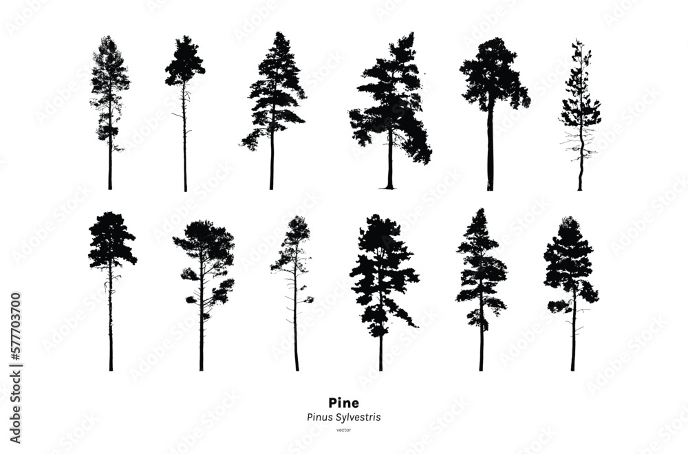 Aufkleber Pine tree silhouette, Minimal style, Side view, set of graphics trees elements outline symbol for architecture and landscape design. Vector illustration, Pinus Sylvestris