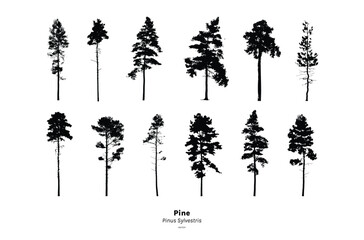 Pine tree silhouette, Minimal style, Side view, set of graphics trees elements outline symbol for architecture and landscape design. Vector illustration, Pinus Sylvestris