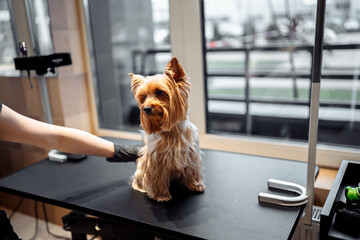 A professional groomer cuts a small York dog.