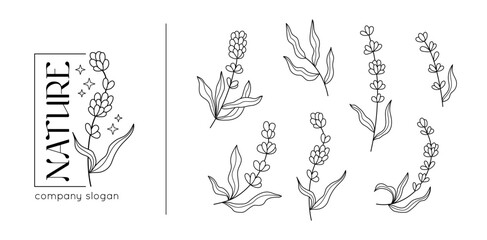 Spring lavender branch, rustic herbs collection. Decoration plant elements for retro nature brand presentation, flower logo template. Line isolated botanical elements. Vector cartoon icons