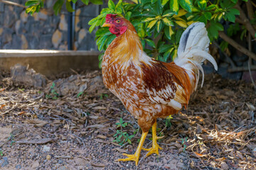 Rooster in the garden of the Pyramids of Güímar