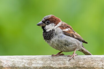 House sparrow /Passer domesticus