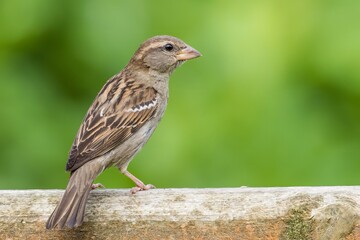 House sparrow /Passer domesticus
