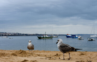 Larus argentatus, herring gull by the ocean, walks on the sand by the ocean. Portugal. Cassai. in the distance you can see the atlantic ocean with boats