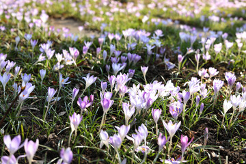 spring crocus flowers