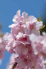 Obraz premium 春の訪れ 青空に映える満開の河津桜