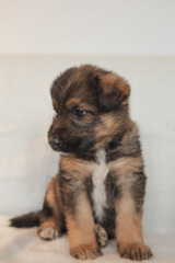 Little  cute puppy in home.