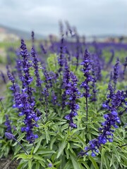 Obraz premium lavender field in region