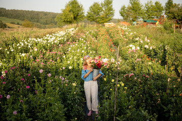 Woman with freshly picked up colorful dahlias on flower farm outdoors, wide view on flower field on...