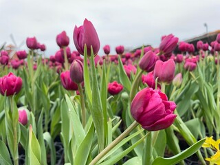 pink tulips in the garden