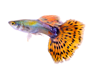 guppy fish isolated on transparent png