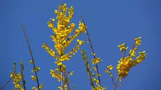 Bl&uuml;hende Forsythien vor blauem Himmel bewegen sich im Wind