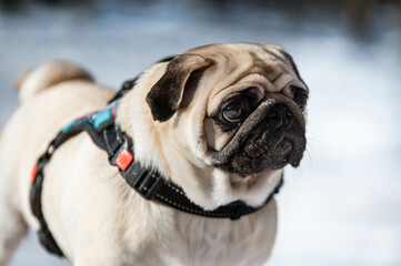 pug dog portrait