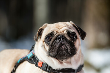 pug dog portrait