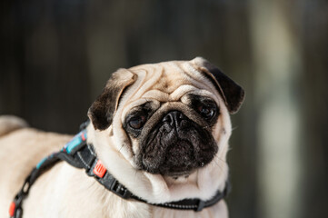 pug dog portrait