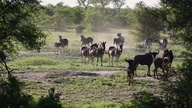 Herd of zebra gathering at a waterhole