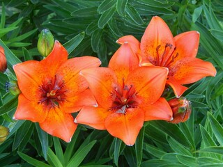 Orange lilies. Beautiful flowers in the garden - 577712788