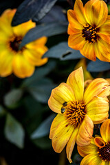 Abeille sur une fleur