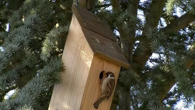 Ein Feldsperling bringt Baumaterial f&uuml;r den Nestbau durch ein Flugloch in den Brutkasten