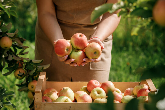 Close up of female farmer worker hands holding picking fresh ripe apples in orchard garden during autumn harvest. Harvesting time