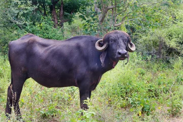 Foto op Canvas The Indian buffalo known as the water buffalo or buffalo, is a large domesticated bovine found in Asia Indian buffalo in gir national park, India. Water Buffalo is Indian subcontinent © Nilofar
